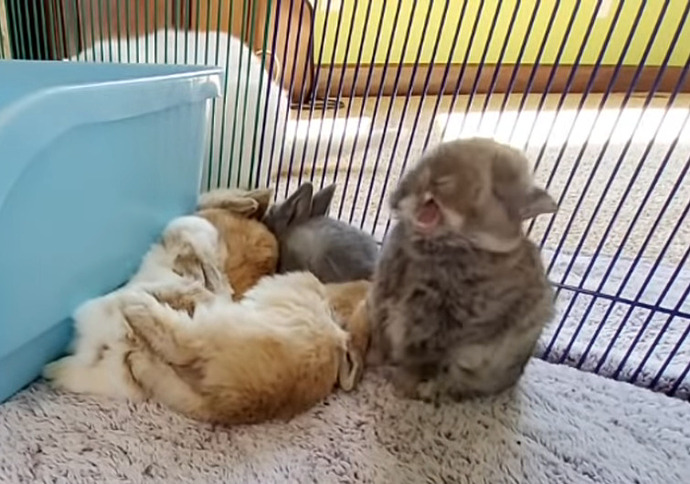 Bunny Yawn