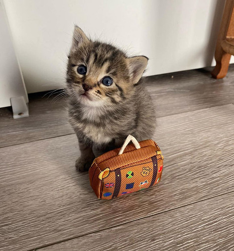 illegally-smol-cats6