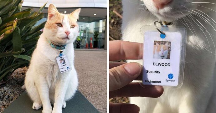 cat-visits-hospital-every-day-gets-hired-by-security-and-gets-his-own-badge-758x397