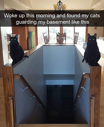 Cats Guarding Stairs to Basement
