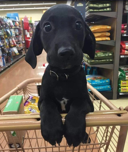 Too Cute
