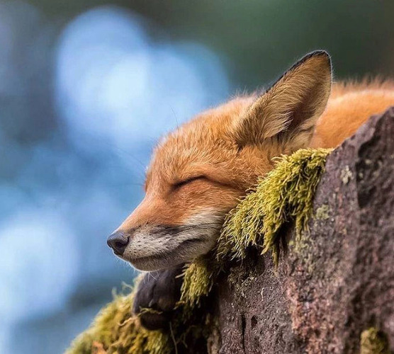 In Repose