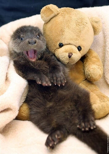 otter 2