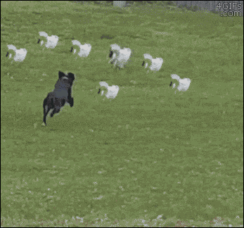 Dog Chasing Bunny Rabbits