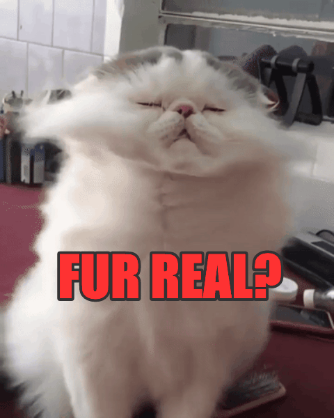 chuber channel GIF - Find & Share on GIPHY