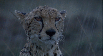 cheetah-rain-781562956