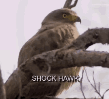 shocked-shock-hawk-3335189181