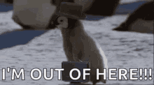 I Am Walking Here GIFs | Tenor