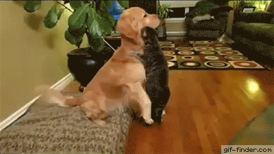dog-cat-hug