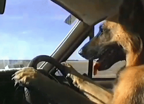 Dog Driving Car GIF - Driving Dog Driving Tongue Out - GIF များ ရှာဖ ...