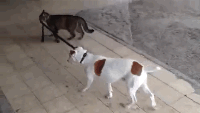 Hilarious! Cat Walks Dog on Leash (VIDEO) | Cat walk, Cat walking, Dog ...