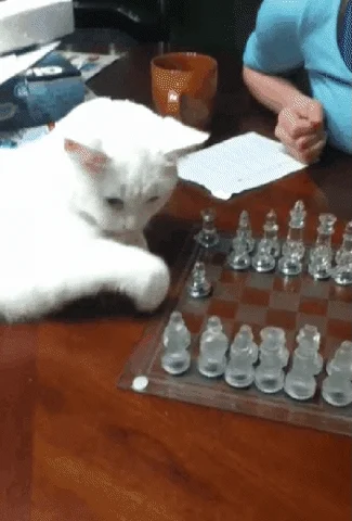 Cat Playing GIF