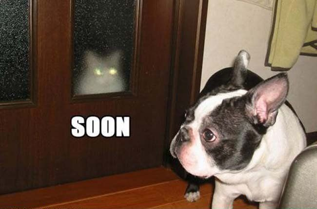 Soon, Cat