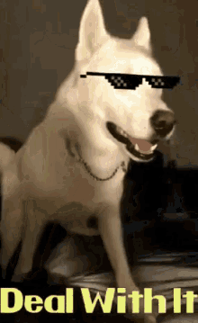 Deal With It Dog GIFs | Tenor
