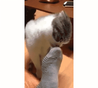 "WHAT A BAD SMELL THIS IS???" :))))))) (With images) | Funny cat videos ...