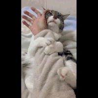 snglkitty