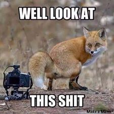 fox%20look%20at%20this%20shit