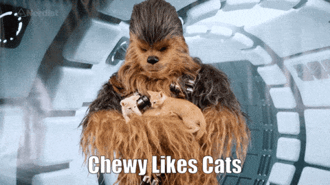 ChewyLikesCats2