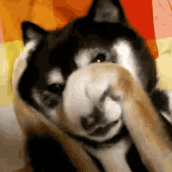 Dog Hiding His Face | Gifrific