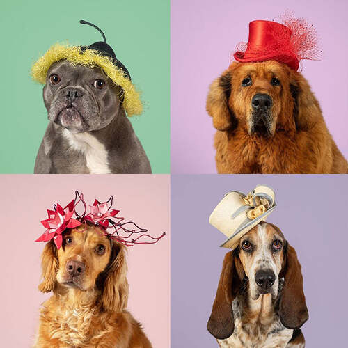 Haute-Dog2_600x