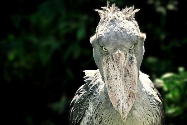 Shoebill-Stork-1