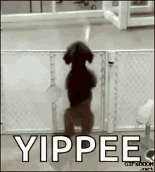 dog-dancing-dance