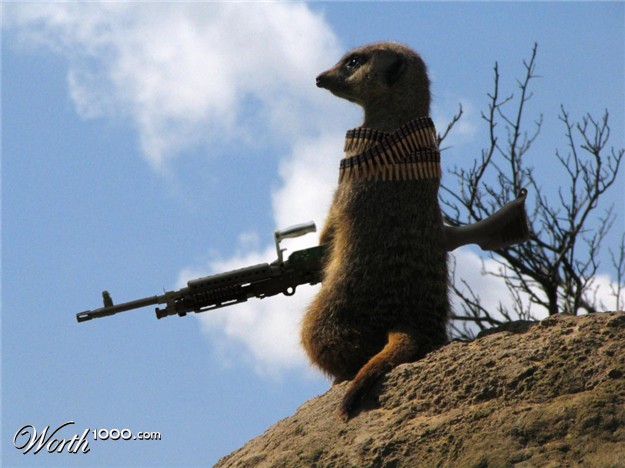 meerkat-sniper