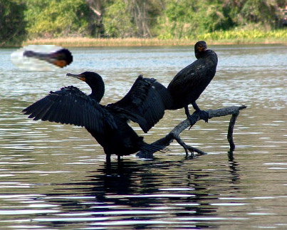 1-80060-leanofbeak.jpg