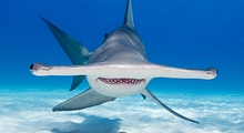 hammerhead