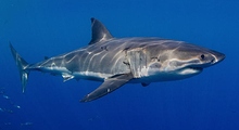 Great White
