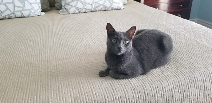 Portia