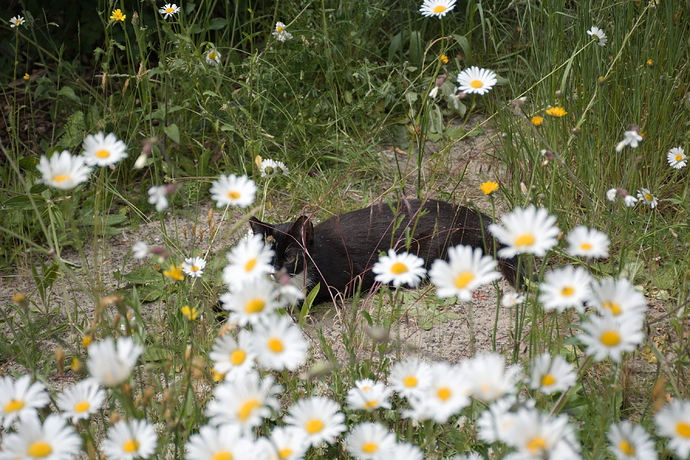 DSC_1254