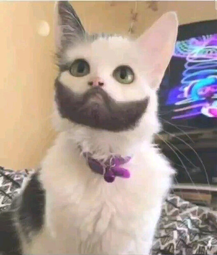 Gato con barba