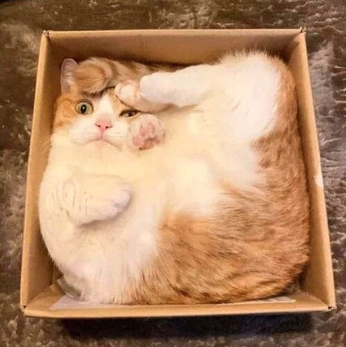 Gato en una caja mirando a la cámara