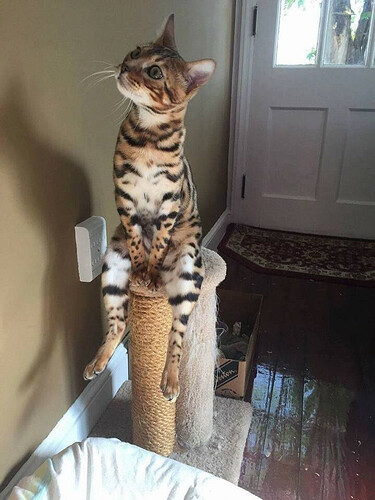 Gato bengalí atento