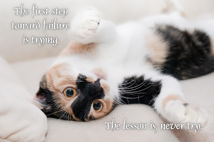 motivational calico