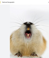 lemming