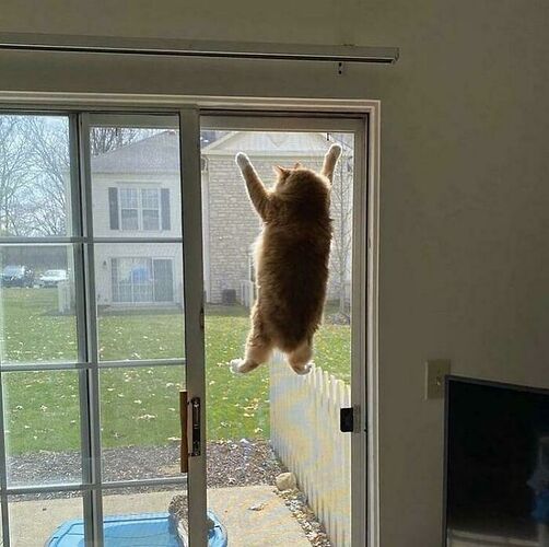 Gato colgando de una puerta de malla