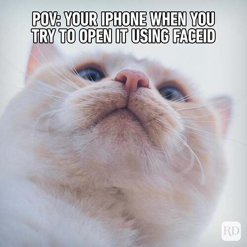 Hilarious-Cat-Memes-8