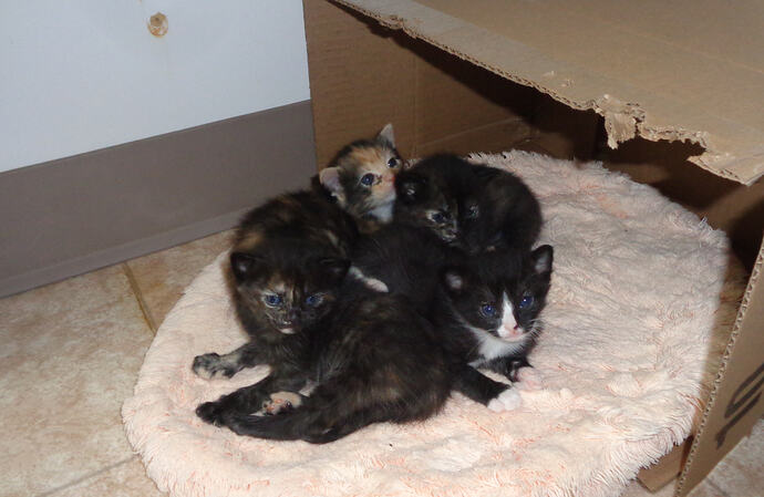 3-week kitties