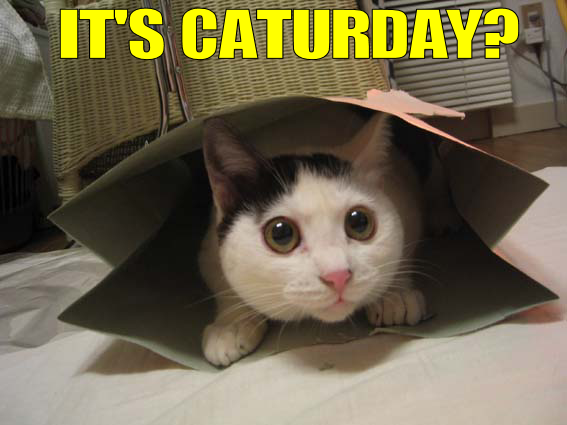 caturday_32