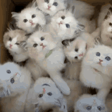 Kittens GIFs | Tenor