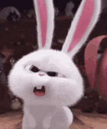 bunny-huh