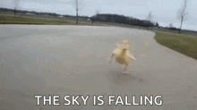 duck-run