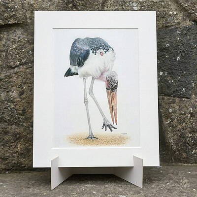 7957972-Marabou-Stork-Original-Coloured-Pencil-Bird-Drawing-0.jpeg