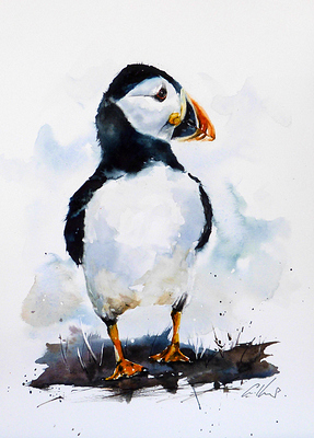 A Puffin, watercolour by Graham Kemp. 1.