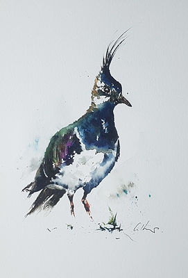 A Lapwing, watercolour by Graham Kemp