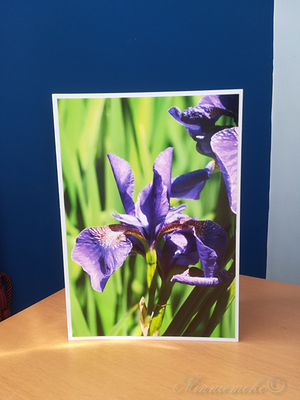 Iris