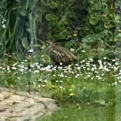 partridge detail