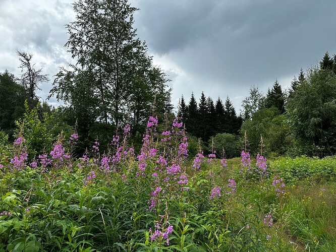 near bjørnholt